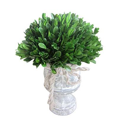 Jeco 12-inch Preserved Holly and Boxwood Topiary