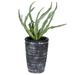 Vickerman 603628 - 11" Green Gray Potted Haworthia (FV192011) Home Office Bushes