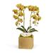 T&C Floral Company Orchid in Planter, Ceramic | 21 H x 10 W x 9 D in | Wayfair F1813GG