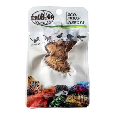 Pro Bugs Eco Fresh Dubia Cockroach, Count of 5