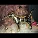 Pink Victoria's Secret Accessories | Gold Mini Vs Pink Dog Collectible | Color: Gold/Pink | Size: Os