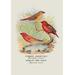 Buyenlarge 'Common Amaduvale; American Fire Finch' by Arthur G. Butler Vintage Advertisement in Orange | 30 H x 20 W x 1.5 D in | Wayfair