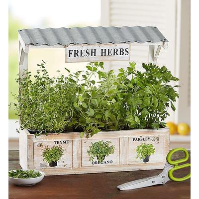 1-800-Flowers Plant Delivery Herb Garden Trio Herb...