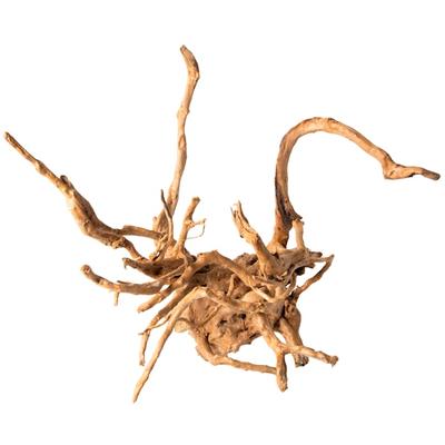 Galapagos Spider Wood