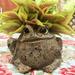 HomeStyles Toad Hollow "Classic" Statue Planter Fiberglass/Concrete/Stone in Brown | 6.25 H x 9 W x 8 D in | Wayfair 98716