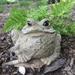 HomeStyles Toad Hollow Classic "Lou" Garden Statue Concrete/Stone in Brown | 7 H x 10 W x 9 D in | Wayfair 99809