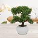 Gracie Oaks Realistic Harland Boxwood Bonsai Tree in Pot Ceramic/Plastic in White | 9 H x 12.5 W x 12.5 D in | Wayfair