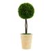 Ophelia & Co. Boxwood Topiary in Pot Preserved/Ceramic | 22 H x 7.9 W x 7.9 D in | Wayfair 110EDE0C02CC44B3B6366E1D85BE7A79