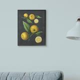 Gracie Oaks 'Botanical Drawing Lemons On Design' Graphic Art Paper in Black | 30 H x 24 W x 1.5 D in | Wayfair DE5F649F0DF840A68E428D7B2E1C8DD1