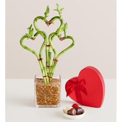 1-800-Flowers Plant Delivery Sweet Heart Bamboo Triple W/ Chocolate