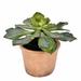 Union Rustic Artificial Succulent in Pot Silk/Plastic/Wicker/Rattan | 9 H x 9 W x 9 D in | Wayfair 9ED3F53042294F179DE19102A7786E8D