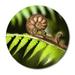 Fern Branch by DecorumBy - Unframed Photograph Metal in White | 36 H x 36 W x 1 D in | Wayfair Nature Art- "Fern Branch!" AL CR36D