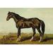 Buyenlarge Dongola Horse by Samuel Sidney - Single Piece Print in Brown/Green | 20 H x 30 W x 1.5 D in | Wayfair 0-587-06544-3C2030