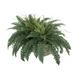 Gracie Oaks 11" Artificial Fern Plant in Planter Silk/Wood/Plastic in White | 16 H x 30 W x 20 D in | Wayfair 12C859956C6F411B9BDC0D6AD5C8C95F