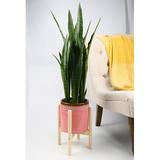 Dakota Fields Olivencia Pot Planter Wood/Ceramic in Pink/Brown | 17 H x 12.5 W x 12.5 D in | Wayfair 0731991D85F64527B3C944FDB9DF06D7