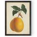 August Grove® 'Antique Pear Botanical II' by Paul Cezanne - Picture Frame Painting Print Canvas in Green/Orange | 22 H x 16 W x 1 D in | Wayfair