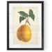 August Grove® 'Antique Pear Botanical II' by Paul Cezanne - Picture Frame Painting Print Paper in Green/Orange | 22 H x 16 W x 1 D in | Wayfair