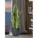 Orren Ellis 27" Artificial Snake Plant in Pot Silk in Black | 27 H x 10 W x 10 D in | Wayfair E362F9D89A3B4CB7AA32113CE3B9DA95