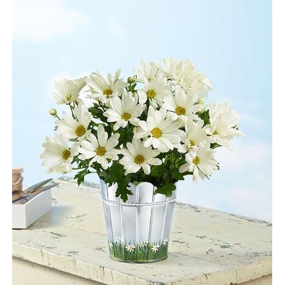 1-800-Flowers Plant Delivery Happy Daisy Small | 100% Satisfaction Guaranteed | Happiness Delivered To Their Door