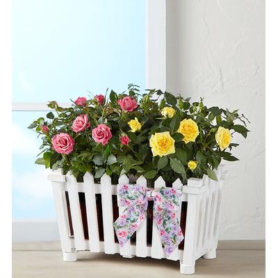 1-800-Flowers Flower Delivery Charming Rose Garden Large | Fast 4-Hour Shipping Available | Happiness Delivered To Their Door