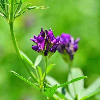 Freudenberger - Luzerne 25 kg Medicago sativa Alfalfa Schneckenklee Ewiger Klee Nutzpflanze Saat Image
