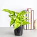 Thorsen's Greenhouse Live Golden Pothos Plant | 6 H x 4.5 D in | Wayfair 4 Golden Pothos