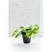 Thorsen's Greenhouse Live Brazil Philodendron Plant in Classic Pot in Gray | 6 H x 6 D in | Wayfair 4 Brazil Philodendron-Core-Brushed Silver