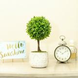 Longshore Tides 7" Artificial Boxwood in Pot Porcelain/Ceramic/Plastic | 10 H x 4.875 W x 4.875 D in | Wayfair A5289FF1921C4367BCC5B6D714CC2550