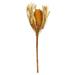 Vickerman 656778 - 12" Aspen Gold Banksia Dyed 3/PK (H1BAJ725DF-3) Dried and Preserved Flowering Plants