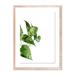 Four Hands Art Studio 'Pothos II' by Jess Engle - Picture Frame Print on Paper in Green/White | 24 H x 18 W x 1.5 D in | Wayfair