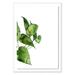 Four Hands Art Studio 'Pothos II' by Jess Engle - Picture Frame Print on Paper in Black | 72 H x 50 W x 2.5 D in | Wayfair PG.JEE040.FP.0001.W