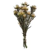 Vickerman 649510 - 8-20" Natural Plumosum Bundle (H1PMF000) Dried and Preserved Flowering Plants