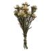 Vickerman 649510 - 8-20" Natural Plumosum Bundle (H1PMF000) Dried and Preserved Flowering Plants