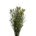 Vickerman 648599 - 15-20" Bell Grass w/Basil Pods Bundle (H1BFS100) Dried and Preserved Grass