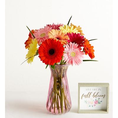 1-800-Flowers Flower Delivery Happy Gerbera Daisies 12-24 Stems, 12 Stems W/ Pink Vase & Sign | Same Day Delivery Available
