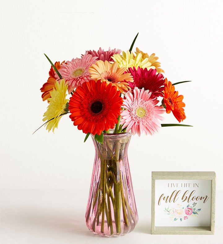 1-800-Flowers Flower Delivery Happy Gerbera Daisies 12 Stems W/ Pink Vase & Sign | 100% Satisfaction Guaranteed