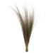 Vickerman 655658 - 35-40" Natural Bright Grass 16oz Bundle (H2BRG000-2) Dried and Preserved Grass