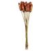 Vickerman 649848 - 18-24" Natural Red Repens on Reed Stem (H1RRS475) Dried and Preserved Flowering Plants