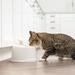 Tucker Murphy Pet™ Addyson Pet Fountain Automatic Water Dish Plastic (affordable option) | 6.75 H x 8.07 W x 8.07 D in | Wayfair 587290