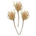 Loon Peak® 12" Jumbo Banksia Flower w/ Stem Dried | 12 H x 2 W x 3 D in | Wayfair A03BAD2C91AB462ABB0E77FDA0EABE92