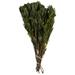 Vickerman 652923 - 18-24" Oasis Green Platys Foliage (H1PLT112) Dried and Preserved Standard Plants