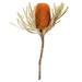 Vickerman 656785 - 12" Autumn Banksia Flower Stem 3/PK (H1BAJ750-3) Dried and Preserved Flowering Plants