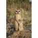 Hi-Line Gift Ltd. Mother & Baby Meerkat in Brown | 10.24 H x 4.49 W x 5.87 D in | Wayfair 87671-A