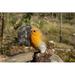 Hi-Line Gift Ltd. Motion Activated Singing Robin on Stump in Brown | 5.31 H x 3.15 W x 4.25 D in | Wayfair 87675-H
