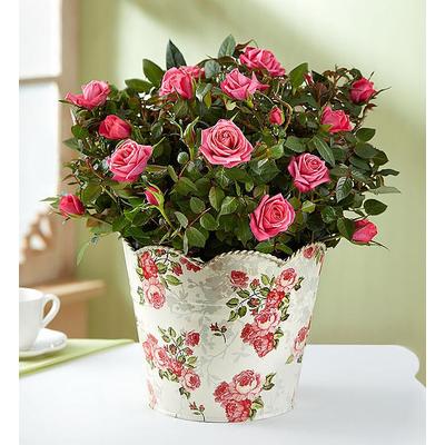 In Loving Memory Classic Rose Plant Large by 1-800 Flowers