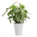 Thorsen's Greenhouse Live Butterfly Plant in Modern Planter in White | 13 H x 4.5 D in | Wayfair 4 White Butterfly-Modern-White