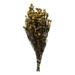 Vickerman 649398 - 12-22" Aspen Gold Phylica Bundle (H1PHY725) Dried and Preserved Flowering Plants