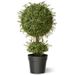 Primrue Tea Leaf Mini 1-Ball Topiary w/ Growers Pot Resin/Plastic | 30 H x 15 W x 15 D in | Wayfair 3FA5AEEB7BC94BD29CBF6DD9E1DC7EF8