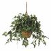 Primrue English Ivy Hanging Plant in Basket Silk/Wood/Plastic in Brown | 26 H x 36 W x 36 D in | Wayfair 91E70BA301DF40038E69E5F83B9C3BAA