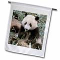 3dRose China Chengdu Panda Sanctuary Panda bear-AS07 CMI0105 - Cindy Miller Hopkins - Garden Flag 12 by 18-inch